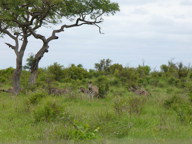 P1010336.JPG