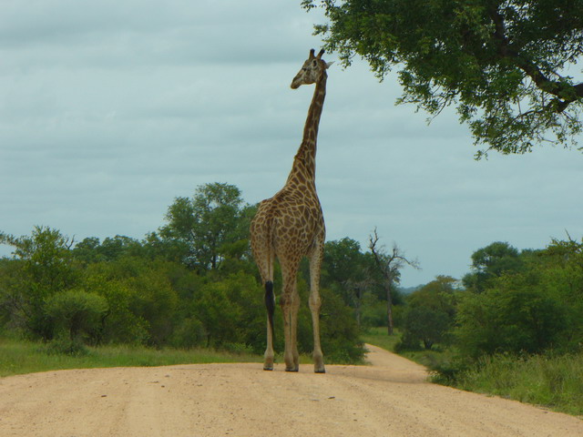 C'est quand même grand, une girafe!