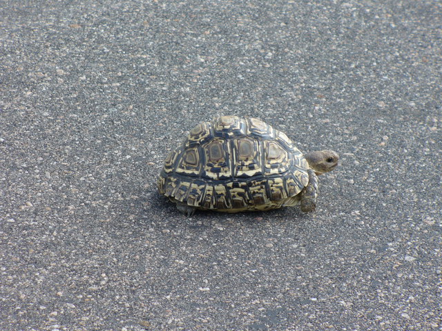 Tortue piétonne
