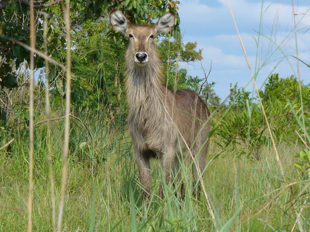 Kudu