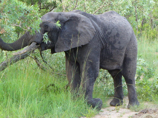 Eléphant gourmand