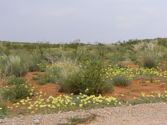 Paysage de Kalahari