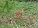 Steenbok