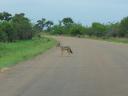 Chacal