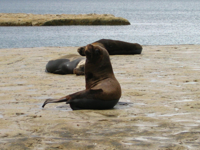 Les lions de mer
