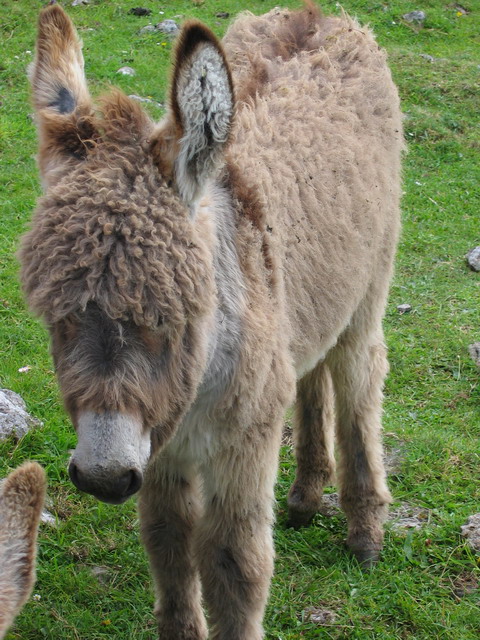 IMG_0085_Burren.jpg