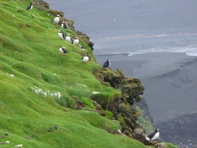 061-Puffins.JPG