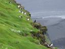 061-Puffins.JPG