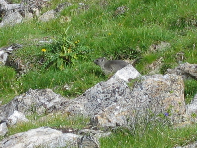 “C'est le jour de la marmotte !!!”