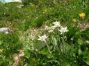 Edelweiss
