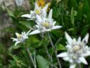Edelweiss