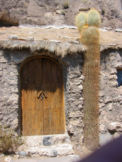 Le cactus, pilier porteur
