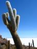 Les gigantesques cactus cardón