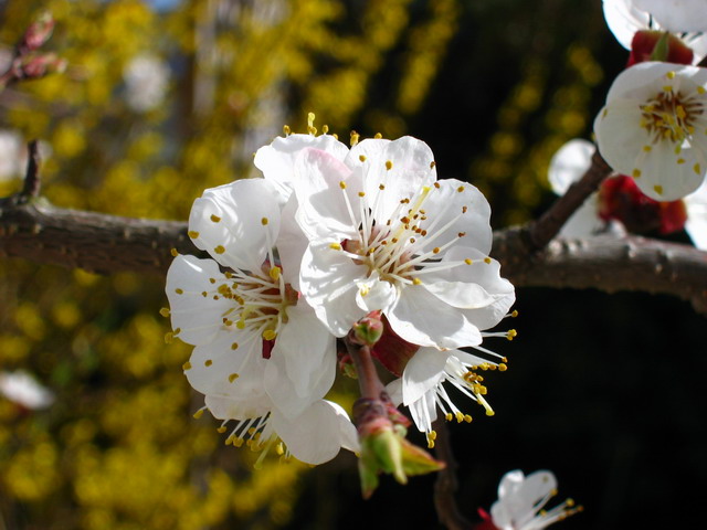 <i>Notre</i> abricotier en fleur