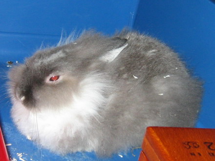 Pinpin en méditation