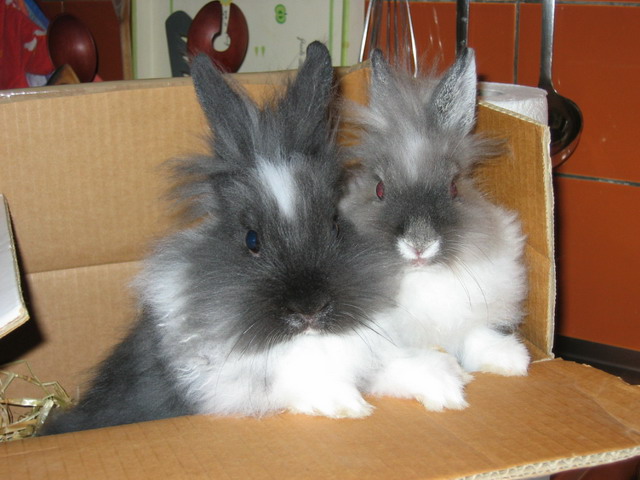 Poser un... non, deux lapins