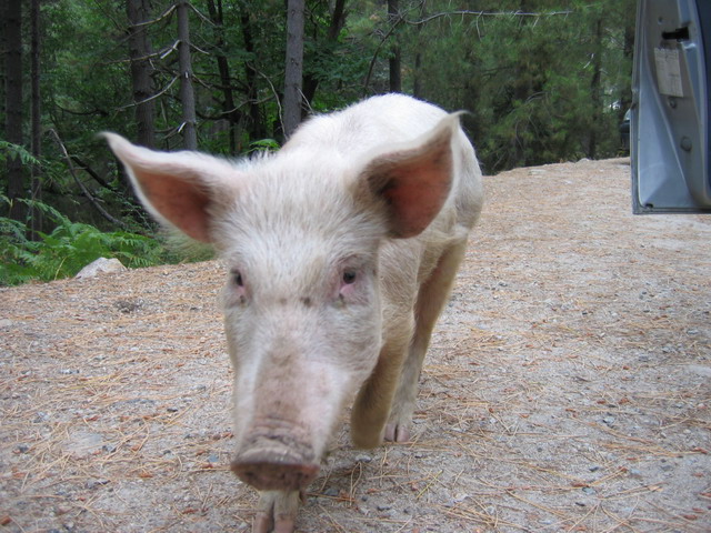Un sanglier domestique ?