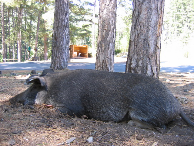 Sanglier civilisé