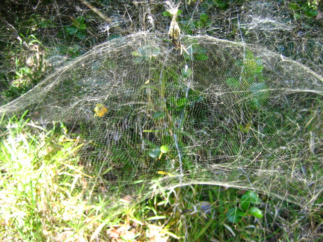 Toile géométrique