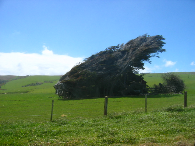 L'éther sculpteur du végétal