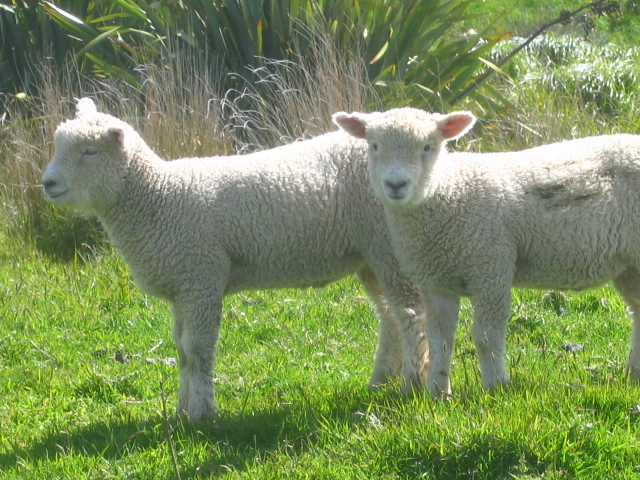 Agneaux kiwis