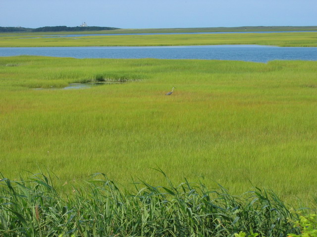 Héron (petit patapon)