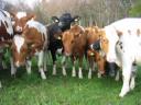 Cloches_de_vaches_suisses.flv